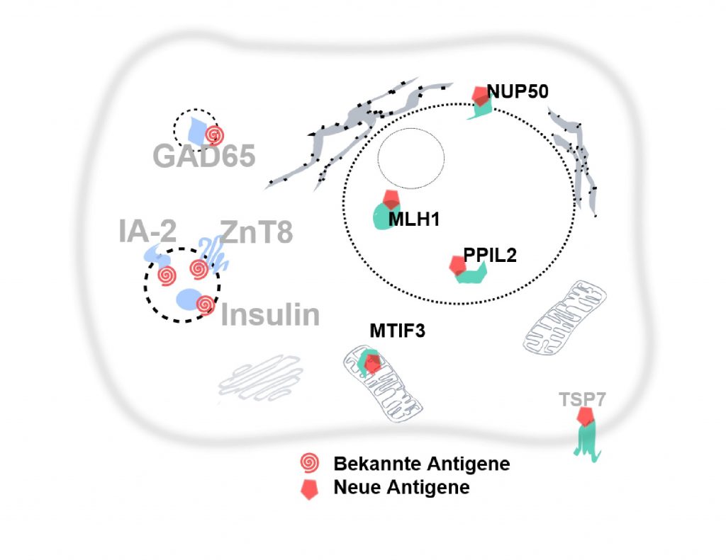 Bauchspeicheldrüse europressmed